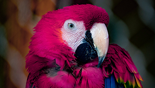 parrot-1